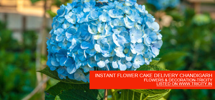 INSTANT FLOWER CAKE DELIVERY CHANDIGARH