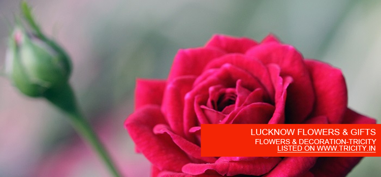 LUCKNOW FLOWERS & GIFTS