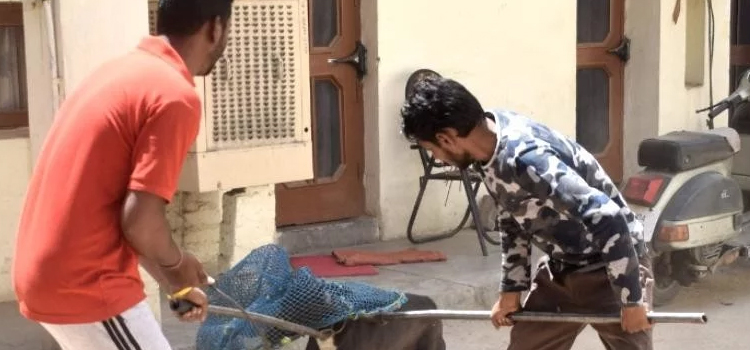 एक-बार-फिर-कुत्तों-का-शिकार-हुआ-मासूम,-अब-प्रदर्शन-करने-की-चेतावनी