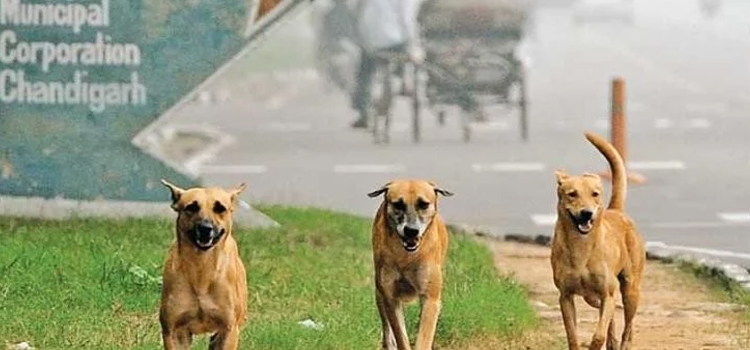 कुत्तों को नहीं पकड़ेगा निगम लेकिन काटने पर कराएगा फ्री इलाज!