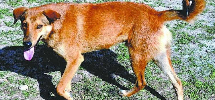 लावारिस कुत्तों के आतंक में मोहाली टॉप पर, दो महीने में कुत्तों के काटने के 2381 केस