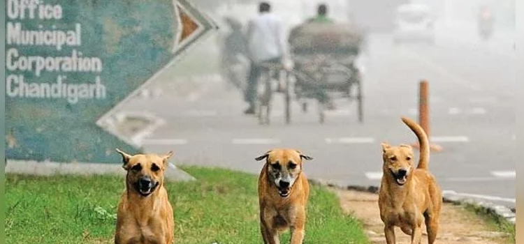 एक मार्केट में बीते शनिवार को 12 से ज्यादा लोगों