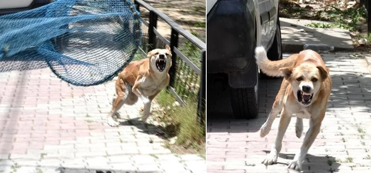 लावारिस कुत्तों से कैसे निपटें, आज तीन मेयर करेंगे मंथन