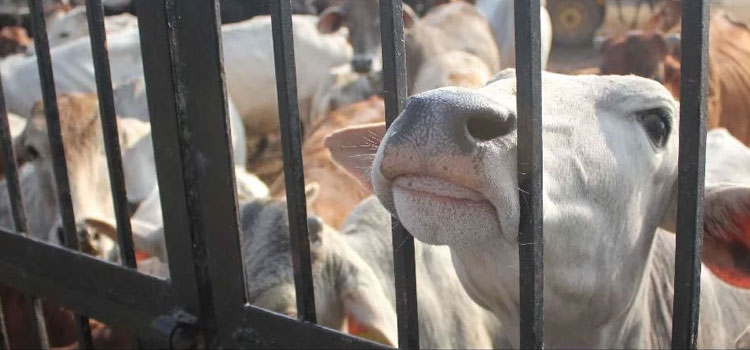 लेकिन मर्यादा और कानून की सीमाओं में रहकर रक्षकों को काम करना चाहिए