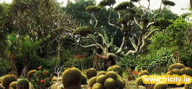 Sarkaria-Cactus-Garden