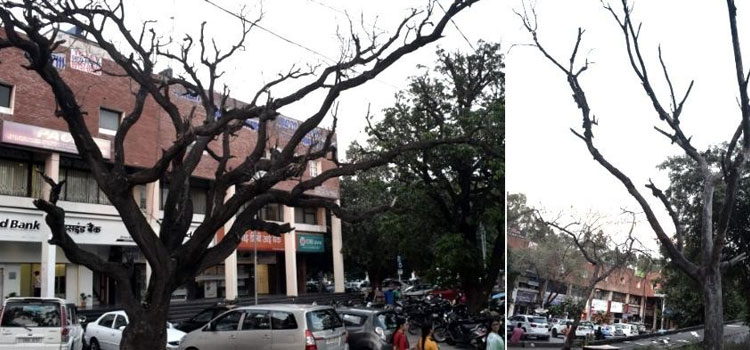 चंडीगढ़ में 615 सूखे पेड़ बने जान के 'दुश्मन', कटाई के लिए मंजूरी का इंतजार