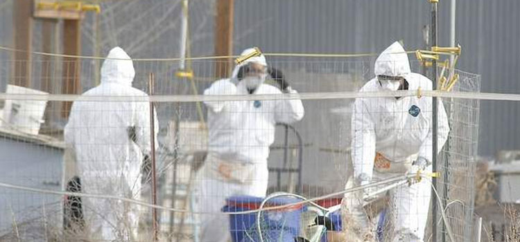 After-the-death-of-several-ducks-in-a-steel-factory