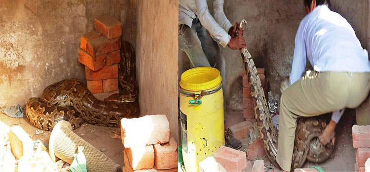 Python Caught In 5 Minutes