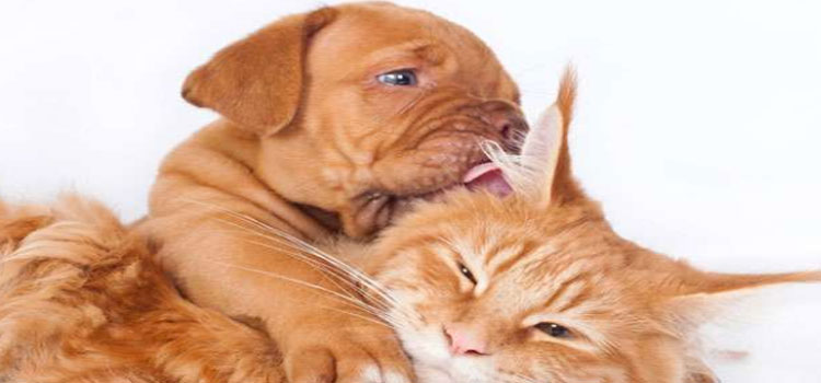 Taxes On Animals