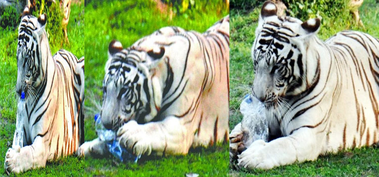 Chattbir Zoo Zirakpur