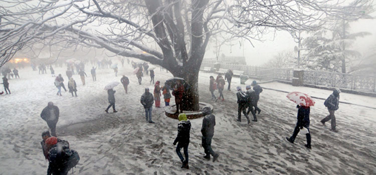 Shimla Snowfall