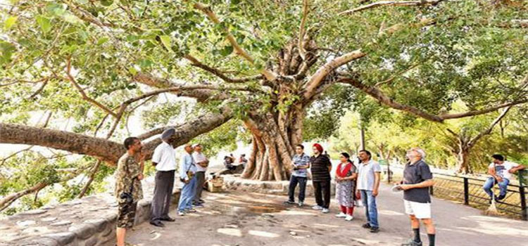 हैरीटेज ट्रीज