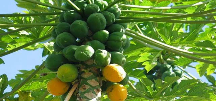 Benefits Of Papaya