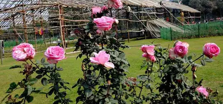 Chandigarh Rose Festival