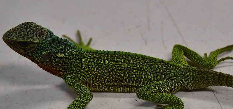 Lizard