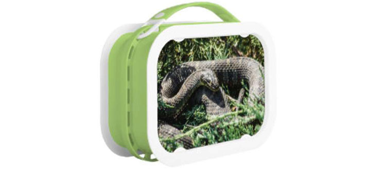 Snake Found In Lunchbox