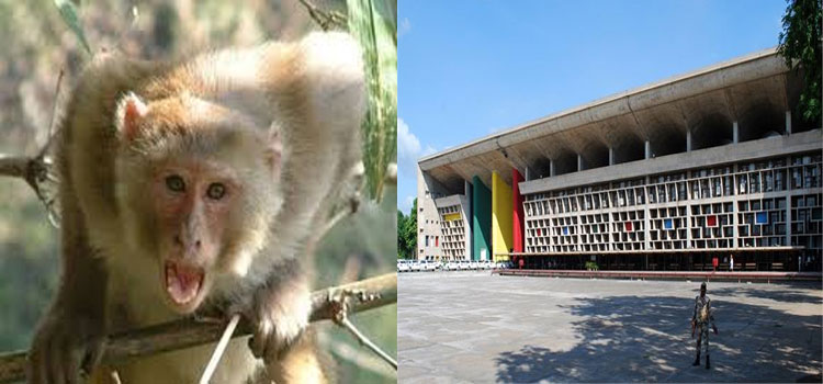 Chandigarh Monkey Attack