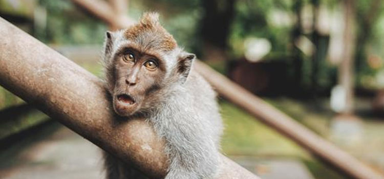 Chandigarh Monkey News