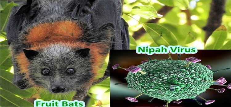 Nipah Virus