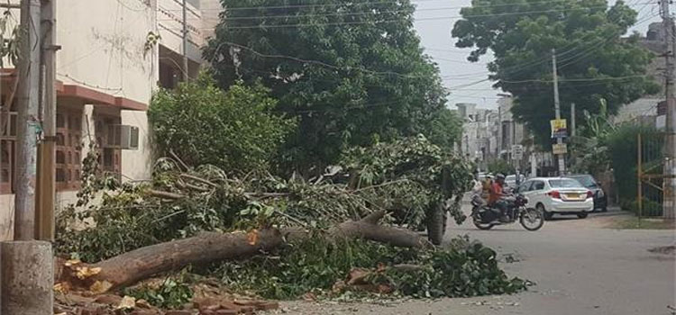 Corporation Decide To Remove Unsafe Tree