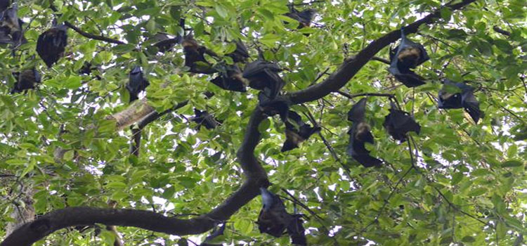 Nipah Virus Terror In Chandigarh