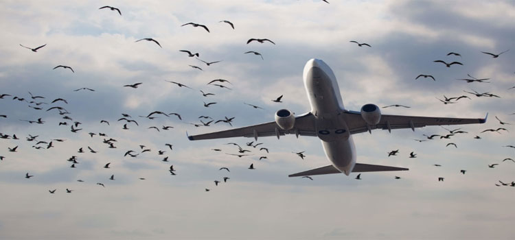 Bird Hitting Cruising