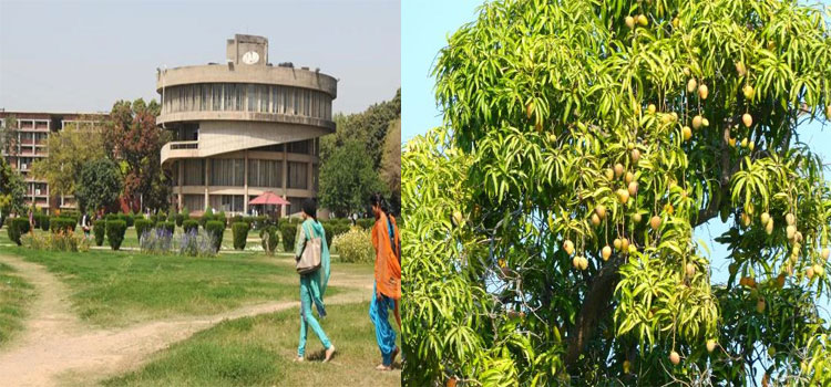 Mango Tree