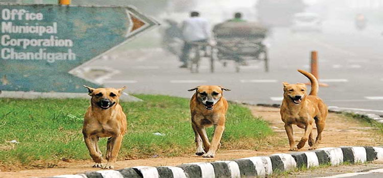 Stray Dogs in Chandigarh