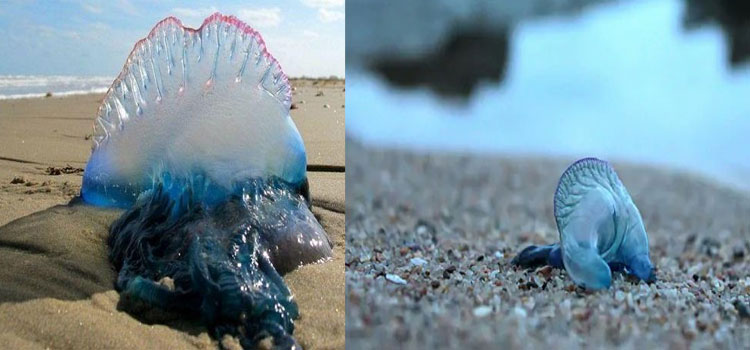 Blue Bottle Jellyfish