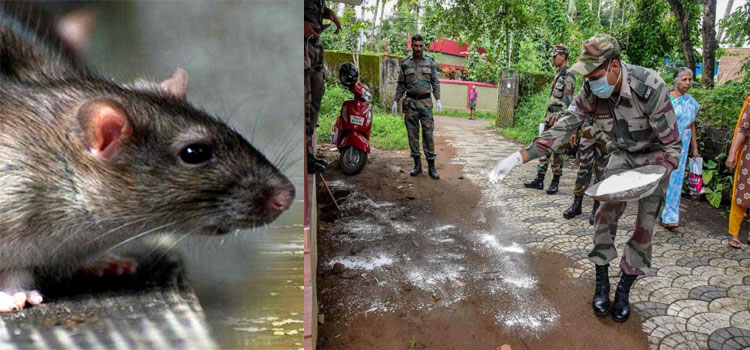 Rat Fever In Kerala